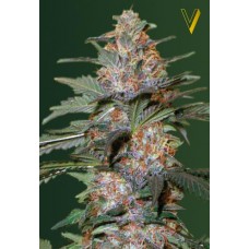 Семена конопли Auto Caramelino (Auto Caramel) Автофеминизированные Victory seeds